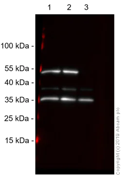 Western blot - Anti-Zfp57 antibody (AB45341)