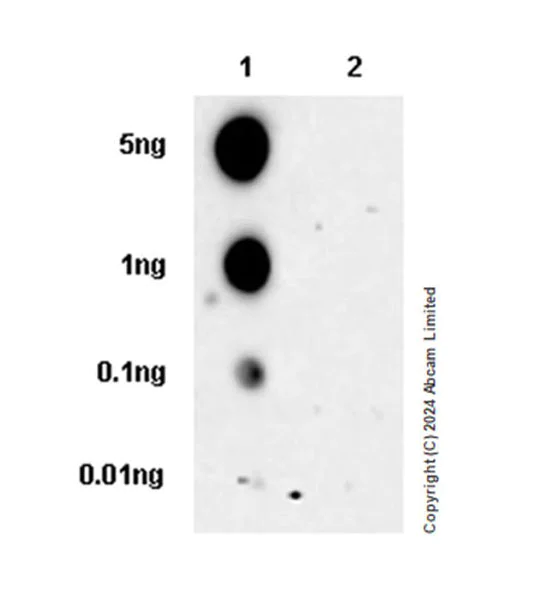 Dot Blot - Anti-Zfp57 antibody [EPR28485-527] (AB324145)