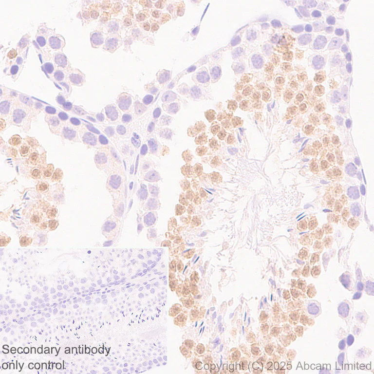 Immunohistochemistry (Formalin/PFA-fixed paraffin-embedded sections) - Anti-Zfp57 antibody [EPR28485-527] (AB324145)