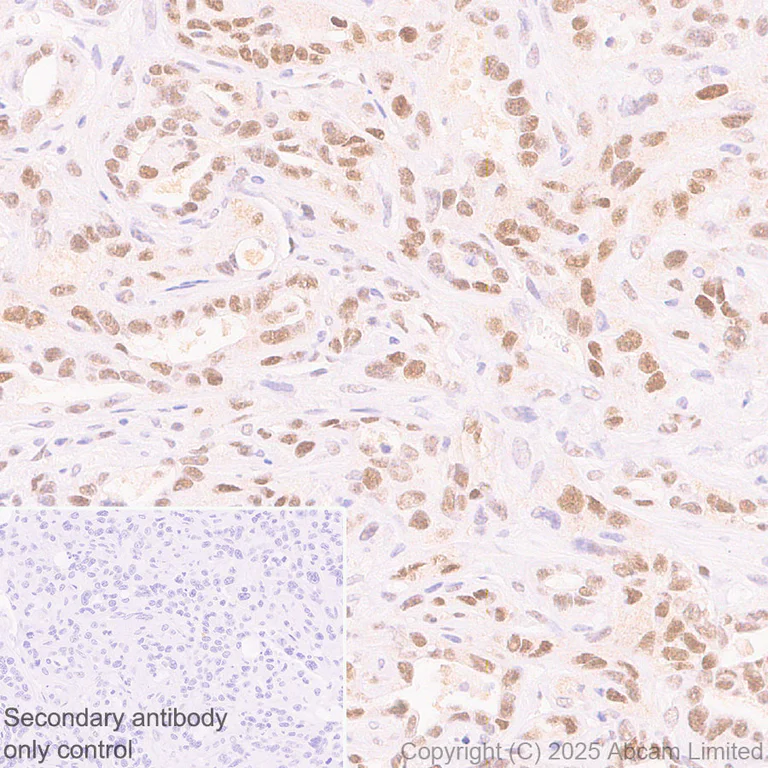 Immunohistochemistry (Formalin/PFA-fixed paraffin-embedded sections) - Anti-Zfp57 antibody [EPR28485-527] (AB324145)