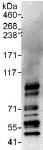 Immunoprecipitation - Anti-ZFP64 antibody (AB117787)
