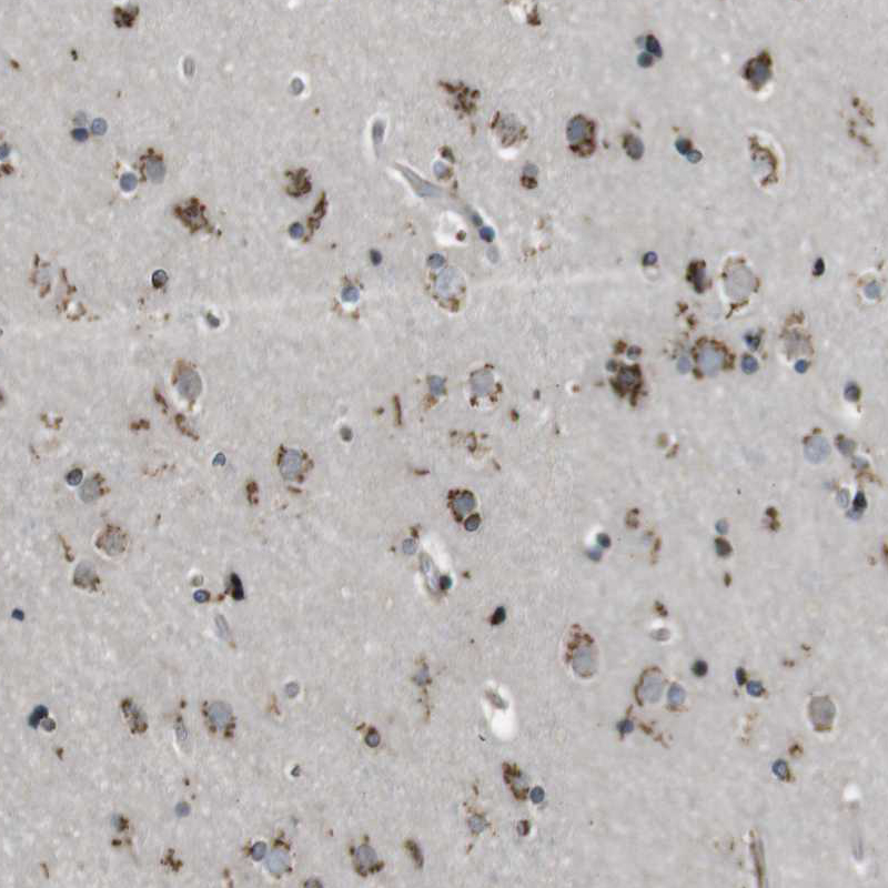 Immunohistochemistry (Formalin/PFA-fixed paraffin-embedded sections) - Anti-ZFPL1 antibody (AB254597)