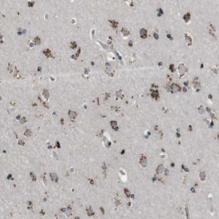 Immunohistochemistry (Formalin/PFA-fixed paraffin-embedded sections) - Anti-ZFPL1 antibody (AB254597)