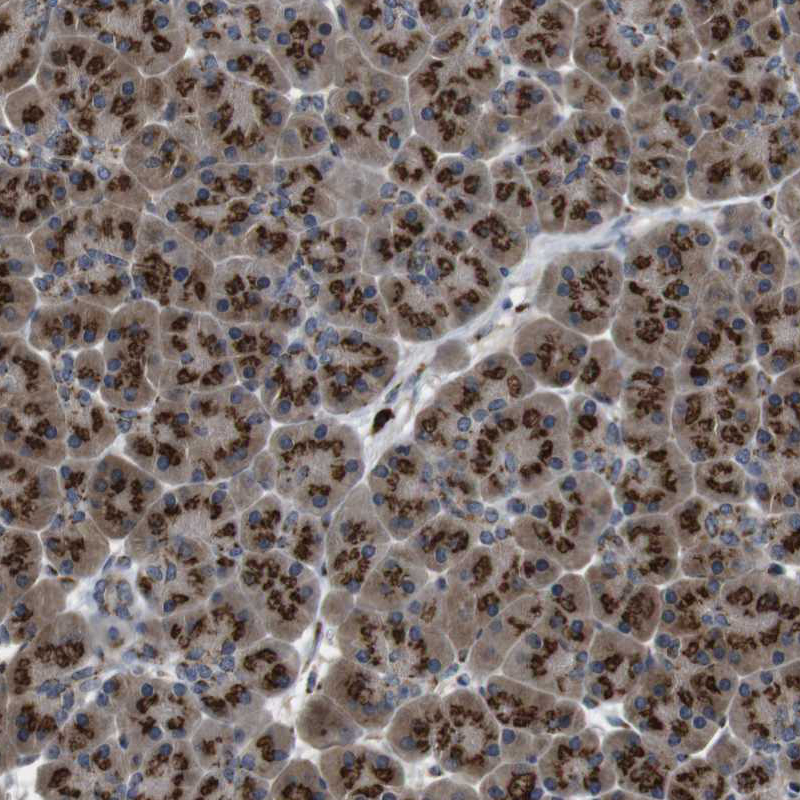 Immunohistochemistry (Formalin/PFA-fixed paraffin-embedded sections) - Anti-ZFPL1 antibody (AB254597)