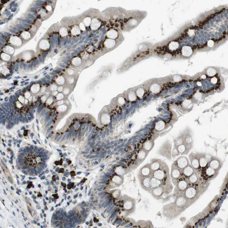 Immunohistochemistry (Formalin/PFA-fixed paraffin-embedded sections) - Anti-ZFPL1 antibody (AB254597)