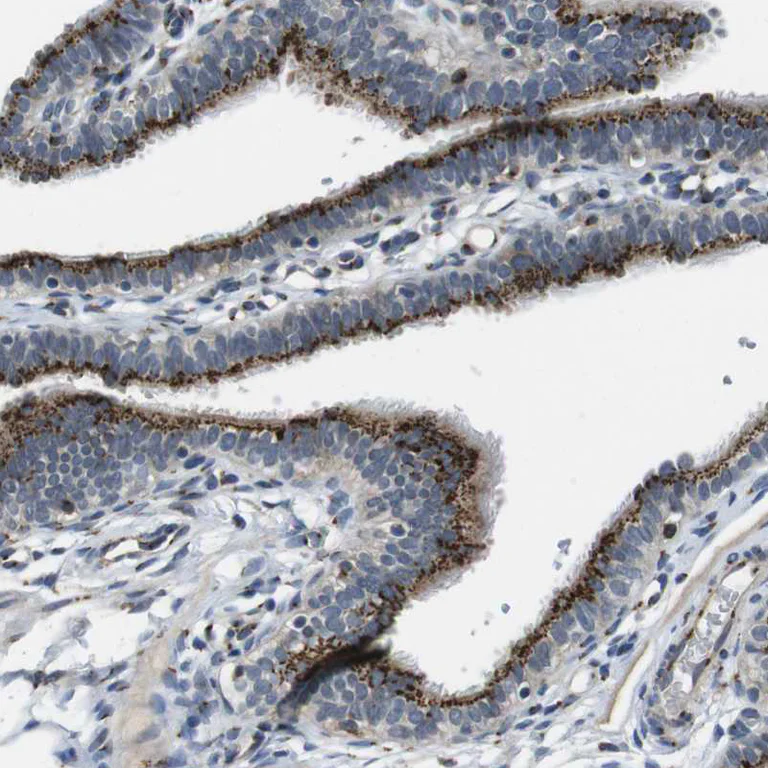 Immunohistochemistry (Formalin/PFA-fixed paraffin-embedded sections) - Anti-ZFPL1 antibody (AB254597)