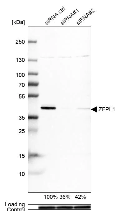 Western blot - Anti-ZFPL1 antibody (AB254597)