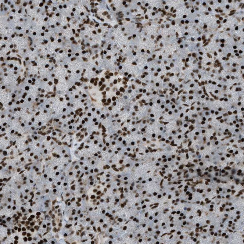 Immunohistochemistry (Formalin/PFA-fixed paraffin-embedded sections) - Anti-ZFR antibody (AB272572)