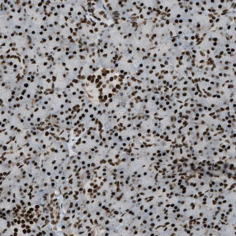 Immunohistochemistry (Formalin/PFA-fixed paraffin-embedded sections) - Anti-ZFR antibody (AB272572)