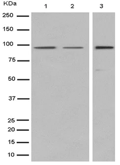 Western blot - Anti-ZFY antibody [EPR11074] (AB185541)