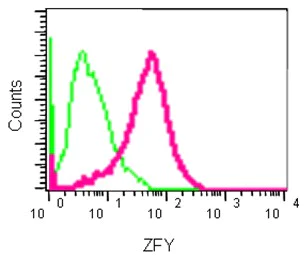 Flow Cytometry (Intracellular) - Anti-ZFY antibody [EPR11074] - BSA and Azide free (AB250832)