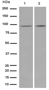 Western blot - Anti-ZFY antibody [EPR11074] - BSA and Azide free (AB250832)