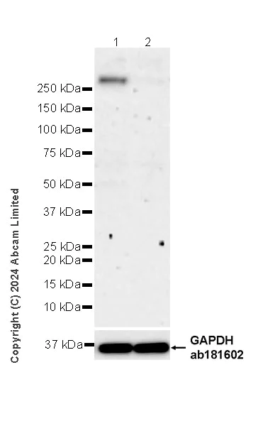 Western blot - Anti-ZFYVE26 antibody [EPR28782-38] - BSA and Azide free (AB319108)