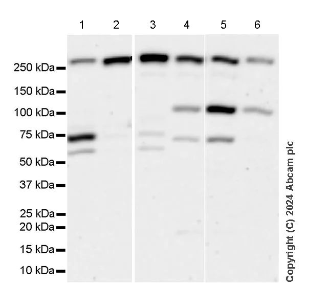 Western blot - Anti-ZFYVE26 antibody [EPR28782-59] - BSA and Azide free (AB319052)