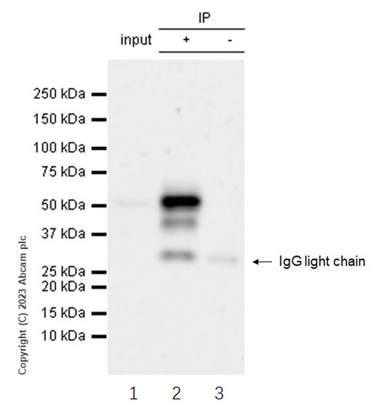 Immunoprecipitation - Anti-ZFYVE27 antibody [EPR28129-93] - BSA and Azide free (AB314324), expandable thumbnail