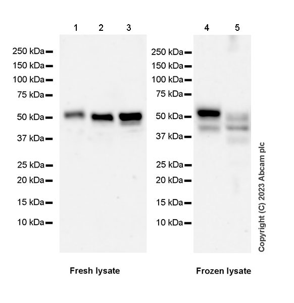 Western blot - Anti-ZFYVE27 antibody [EPR28129-93] - BSA and Azide free (AB314324), expandable thumbnail