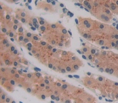 Immunohistochemistry (Formalin/PFA-fixed paraffin-embedded sections) - Anti-ZG16B antibody (AB231334)