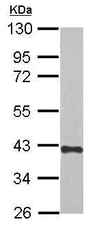 Western blot - Anti-Zhangfei antibody (AB228834)