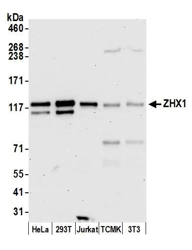 Western blot - Anti-ZHX1 antibody (AB19356)