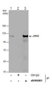 Immunoprecipitation - Anti-ZHX2 antibody (AB96083)