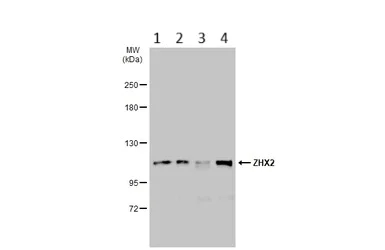 Western blot - Anti-ZHX2 antibody (AB96083)