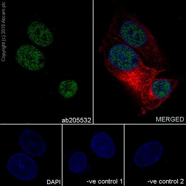 Immunocytochemistry/ Immunofluorescence - Anti-ZHX2 antibody [EPR17303] (AB205532)