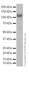 Western blot - Anti-ZHX2 antibody [EPR17303] (AB205532)