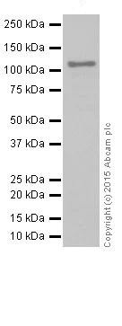 Western blot - Anti-ZHX2 antibody [EPR17303] (AB205532)