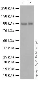 Western blot - Anti-ZHX2 antibody [EPR17303] (AB205532)