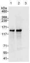 Immunoprecipitation - Anti-ZHX3 antibody (AB99353)