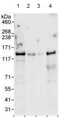 Western blot - Anti-ZHX3 antibody (AB99353)