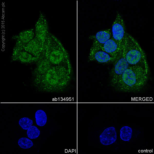 Immunocytochemistry/ Immunofluorescence - Anti-Zic1 antibody [EPR7291(2)] (AB134951)