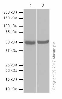 Anti-Zic1 antibody [EPR7291(2)]