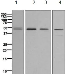 Western blot - Anti-Zic1 antibody [EPR7291(2)] (AB134951)