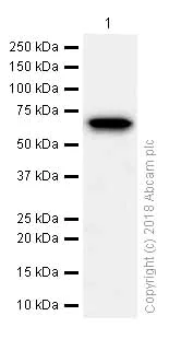 Western blot - Anti-Zic2 antibody [EPR7790] - BSA and Azide free (AB236069)