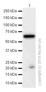 Western blot - Anti-Zic2 antibody [EPR7790] - BSA and Azide free (AB236069)