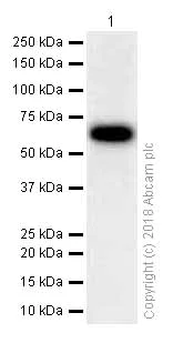 Western blot - Anti-Zic2 antibody [EPR7790] - BSA and Azide free (AB236069)