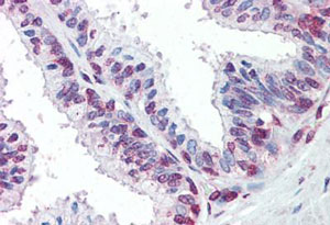 Immunohistochemistry (Formalin/PFA-fixed paraffin-embedded sections) - Anti-ZIC3 antibody (AB189969), expandable thumbnail