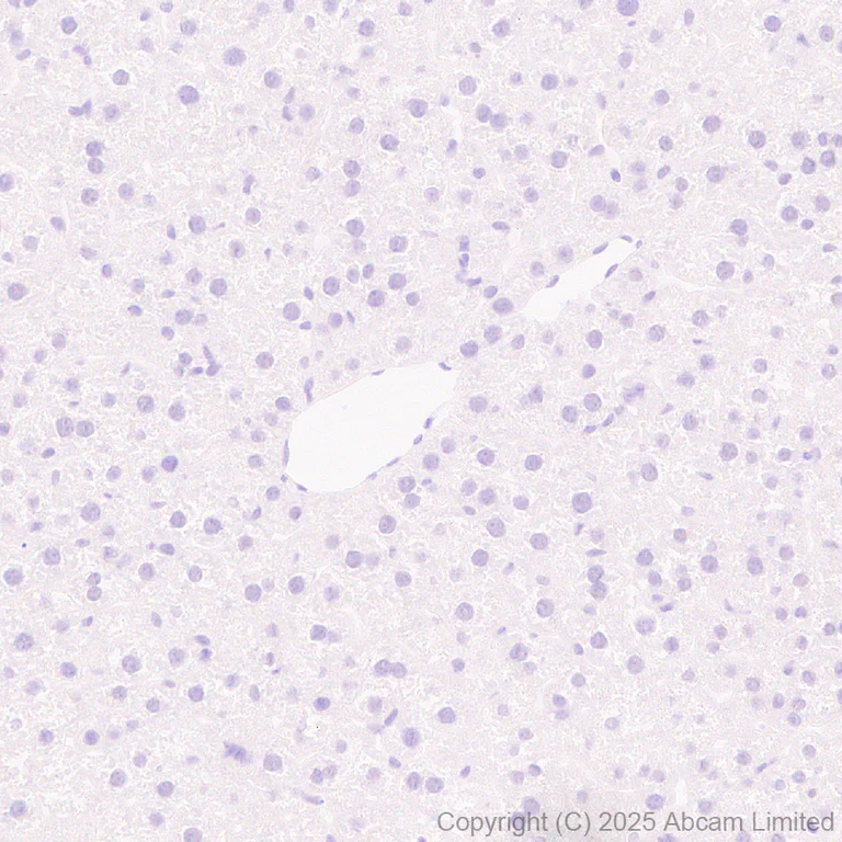 Immunohistochemistry (Formalin/PFA-fixed paraffin-embedded sections) - Anti-ZIC3 antibody [EPR30592-522] (AB325172)