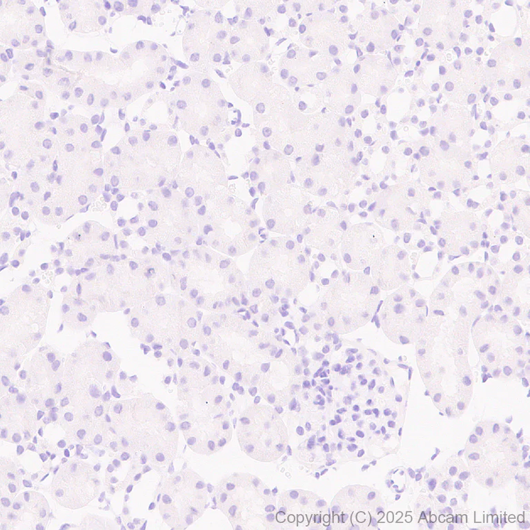 Immunohistochemistry (Formalin/PFA-fixed paraffin-embedded sections) - Anti-ZIC3 antibody [EPR30592-522] (AB325172)