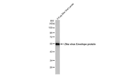Western blot - Anti-Zika virus Envelope protein antibody [HL1699] (AB308186)