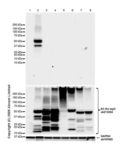 Western blot - Anti-Zika virus envelope protein E antibody [EPR30864-521] (AB325556)