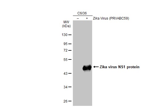 Western blot - Anti-Zika virus NS1 protein antibody [GT5212] - BSA and Azide free (AB308409), expandable thumbnail
