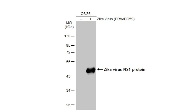 Western blot - Anti-Zika virus NS1 protein antibody [GT5212] - BSA and Azide free (AB308409)
