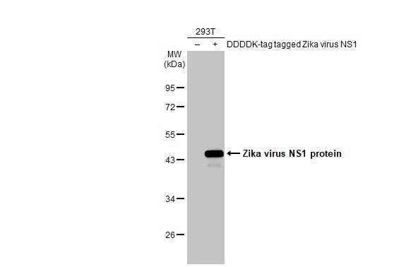 Western blot - Anti-Zika virus NS1 protein antibody [GT5212] - BSA and Azide free (AB308409), expandable thumbnail