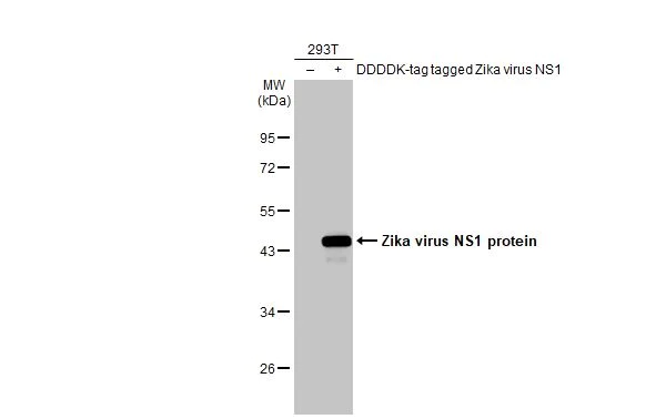 Western blot - Anti-Zika virus NS1 protein antibody [GT5212] - BSA and Azide free (AB308409)