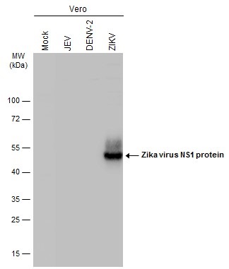 Western blot - Anti-Zika virus NS1 protein antibody [GT5212] - BSA and Azide free (AB308409), expandable thumbnail