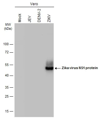 Western blot - Anti-Zika virus NS1 protein antibody [GT5212] - BSA and Azide free (AB308409)