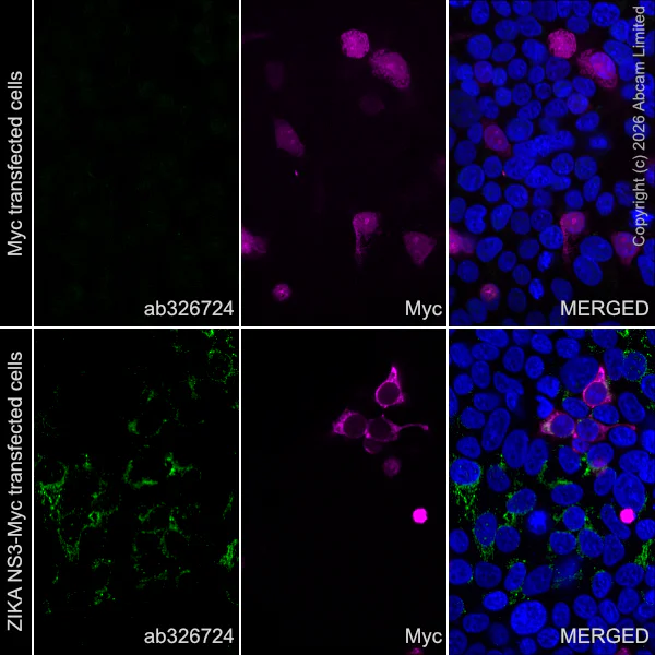 Immunocytochemistry/ Immunofluorescence - Anti-Zika Virus NS3 antibody [EPR30865-590] (AB326724)