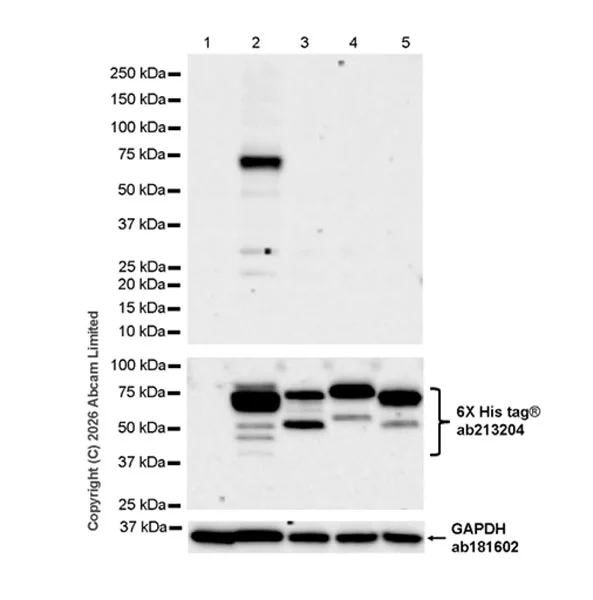 Western blot - Anti-Zika Virus NS3 antibody [EPR30865-590] (AB326724)